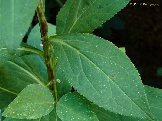 {Solidago patula}